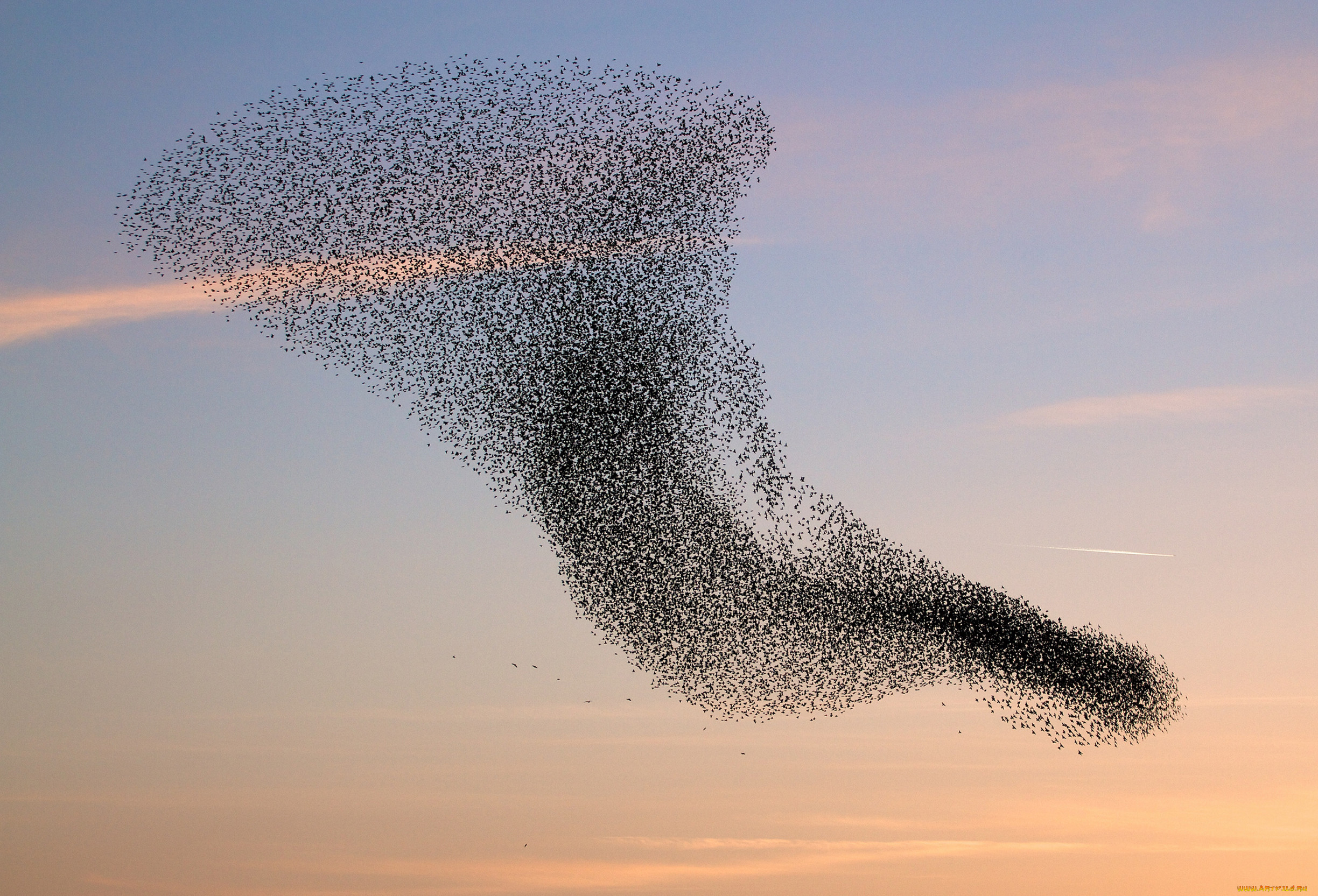 Flock of birds. Мурмурация Скворцов. Скворцы мурмурация. Стая птиц мурмурация. Мурмурация Стрижей.